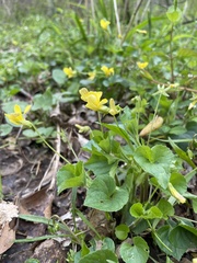 Viola eriocarpa