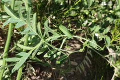 Vicia villosa