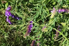 Vicia villosa