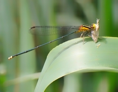 Pseudagrion ustum