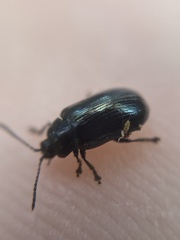 Phratora vitellinae
