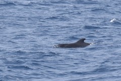 Globicephala macrorhynchus