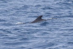 Globicephala macrorhynchus