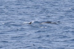 Globicephala macrorhynchus