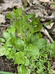 Arabidopsis halleri