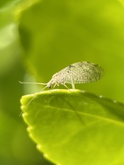 Hemerobius humulinus