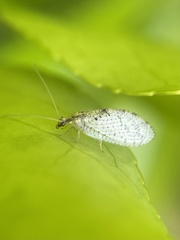 Hemerobius humulinus