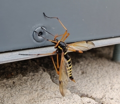 Ctenophora flaveolata