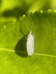 Hemerobius humulinus