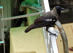 Corvus splendens