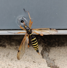 Ctenophora flaveolata