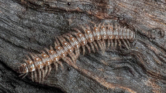 Polydesmus inconstans