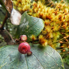 Vaccinium racemosum