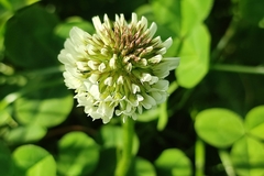 Trifolium repens