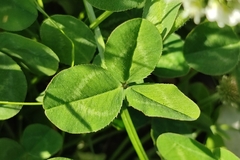 Trifolium repens