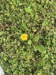 Taraxacum