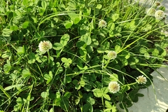 Trifolium repens