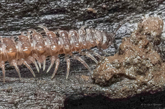 Polydesmus inconstans