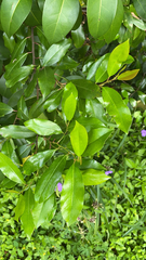 Prunus caroliniana