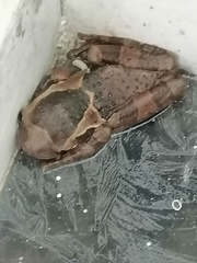Trachycephalus