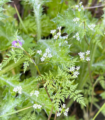 Anthriscus cerefolium
