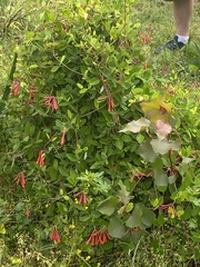 Lonicera sempervirens