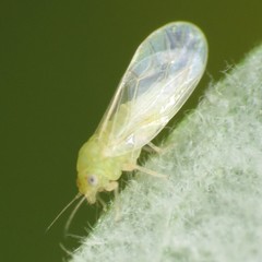 Cacopsylla