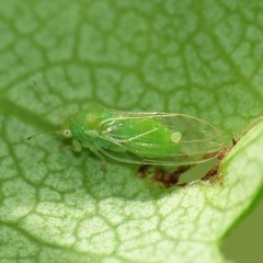 Cacopsylla peregrina