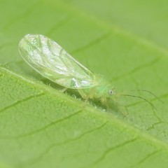 Psylla viridescens
