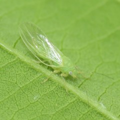 Psylla viridescens