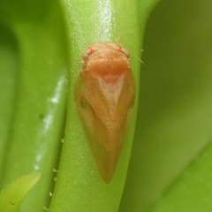 Neophyllura arbuti