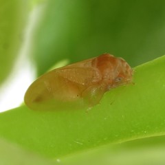 Neophyllura arbuti