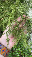 Juniperus virginiana