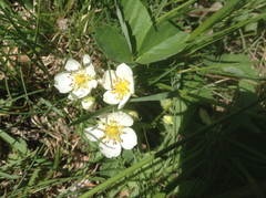 Fragaria vesca americana