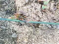 Juncus occidentalis