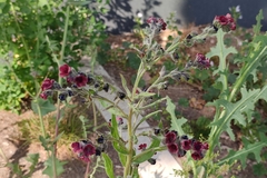 Cynoglossum officinale