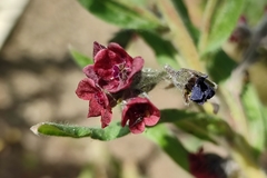 Cynoglossum officinale