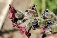 Cynoglossum officinale
