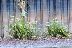 Sagittaria montevidensis