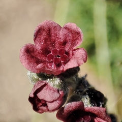 Cynoglossum officinale