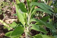 Cynoglossum officinale
