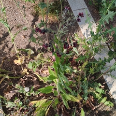 Cynoglossum officinale