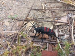 Ceroplesis capensis