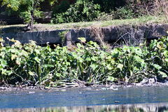 Sagittaria montevidensis