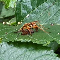 Pompilidae