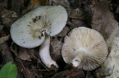 Lactarius cinereus