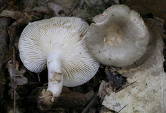 Lactarius cinereus