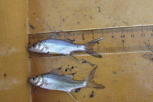 Little snook (Centropomus robalito) — Centropomidae — 4