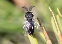 Diprion pini