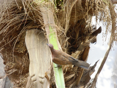 Streptopelia senegalensis